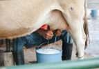 İnek sütünün faydaları nelerdir? İnek sütü koronavirüsten korur mu?