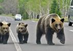 Ölümler rekor seviyeye ulaştı! Japonya ayılara 'askeri savaş' açtı