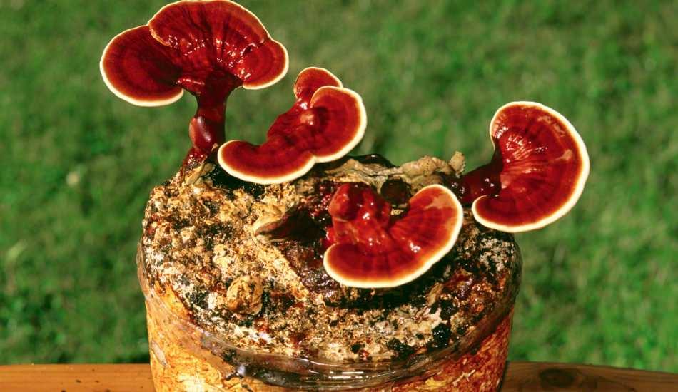 reishi_mantarinin_faydalari_nelerdir_reishi_mantari_nasil_tuketilir_1579876989_0783.jpg