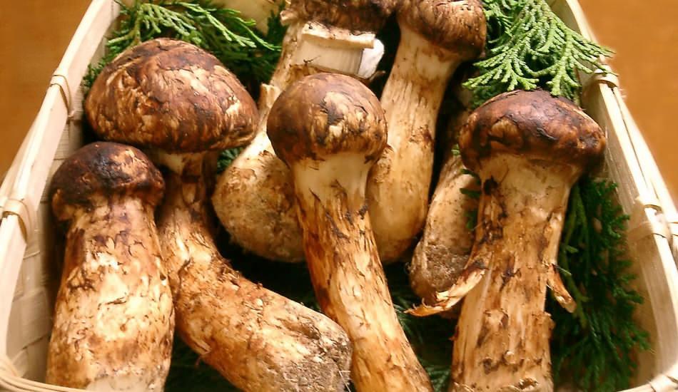 matsutake_mantari_nedir_matsutake_mantarinin_faydalari_tam_bir_protein_deposu_matsutake_1591783375_662.jpg
