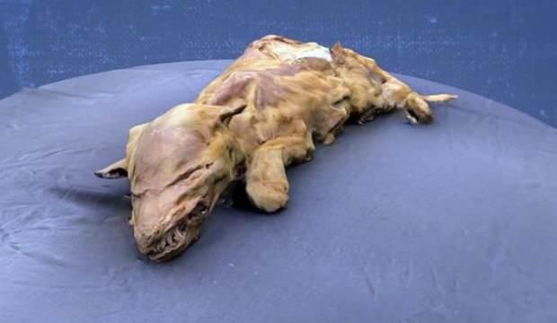 57 bin yıllık dişi kurt yavrusu bulundu - Bilim Haberleri