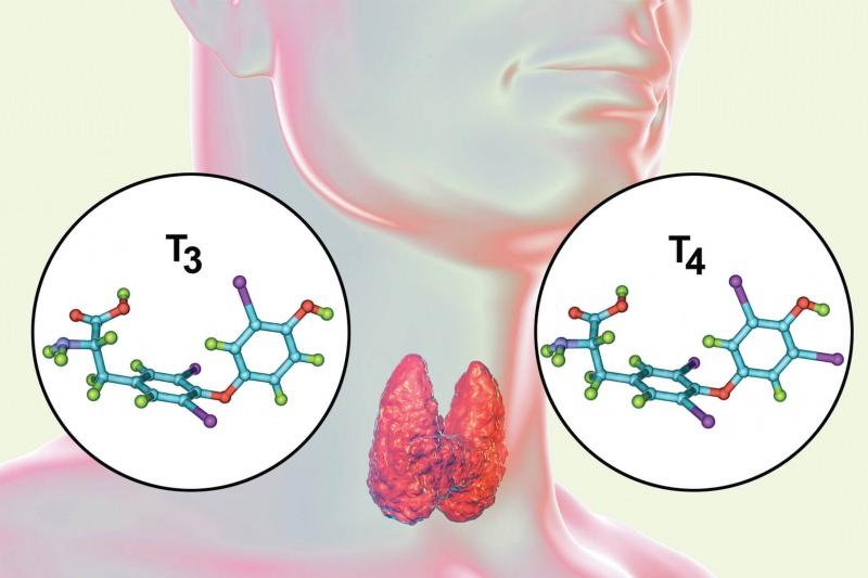 tiroksin hormonu tiroid bezinde bulunur