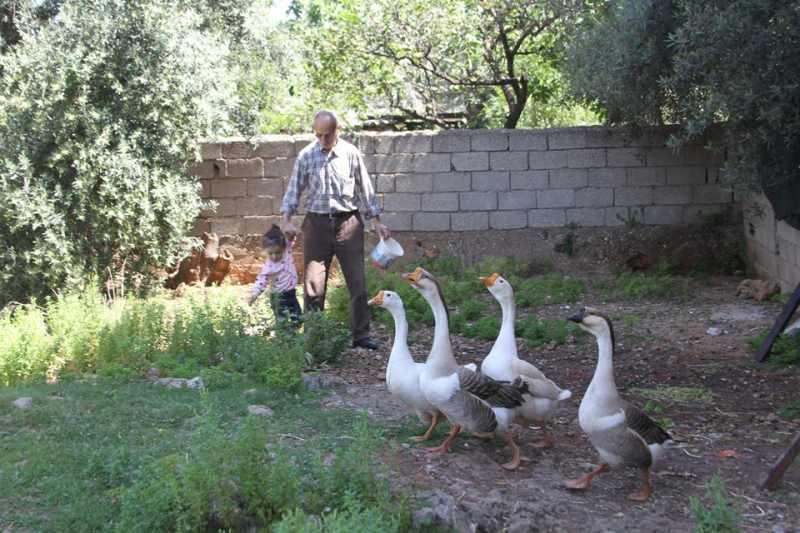 Saldırısına uğradığı kazları satışa çıkardı!