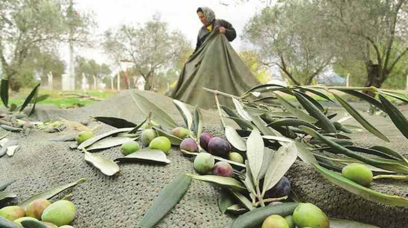 Binbir derde deva! Zeytin yaprağı çayı hem zayıflatıyor hem de koronaya karşı koruyor...