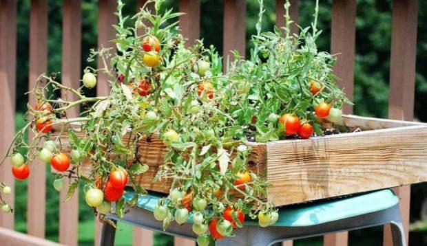 saksıda domates yetiştirme