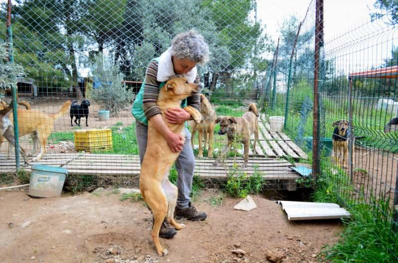 azerbaycanlı mihribsn mammadova sokak hayvanlarına bakıyor