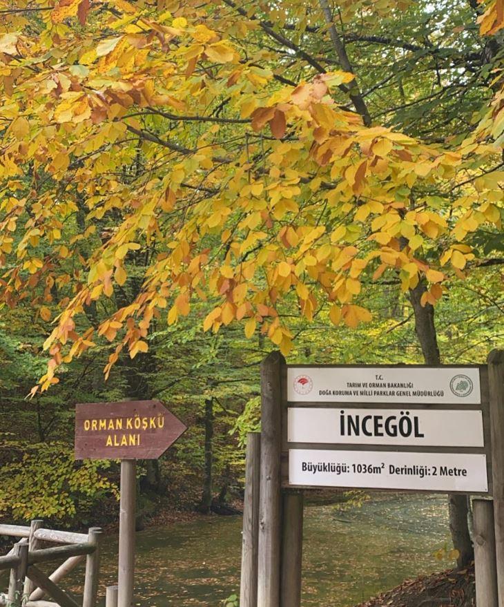 Yedigöller Milli Parkı özellikleri