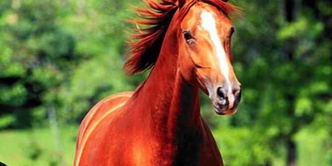 Rüyada kırmızı at görmenin anlamı