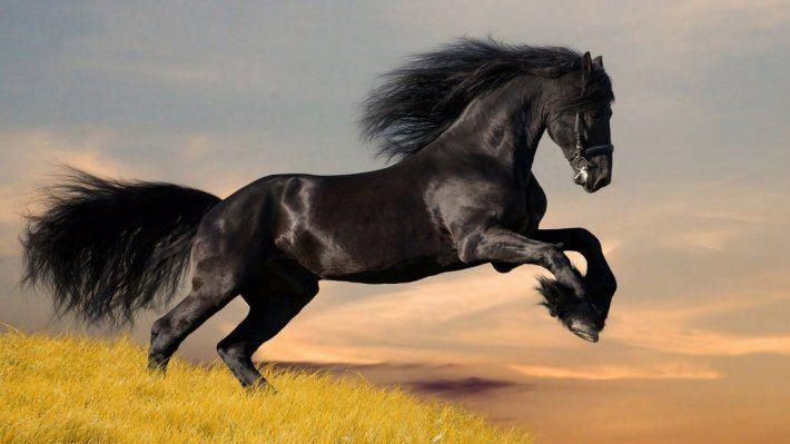 Rüyada siyah at görmek ne demek