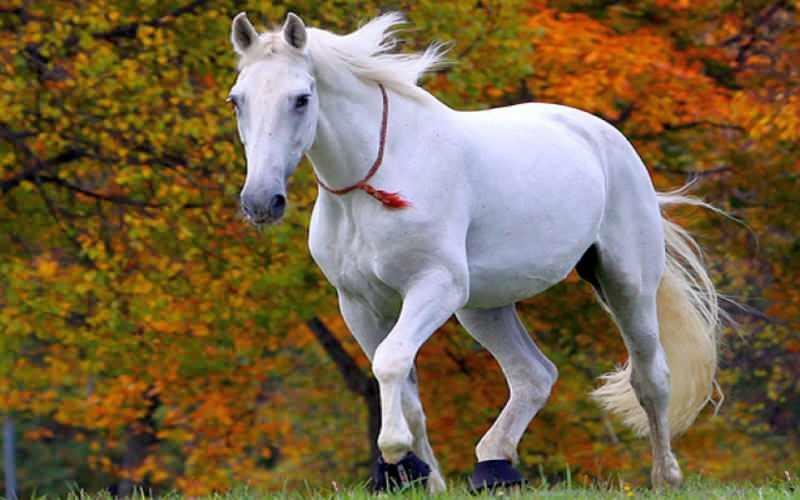 Rüyada beyaz at görmek ne demek