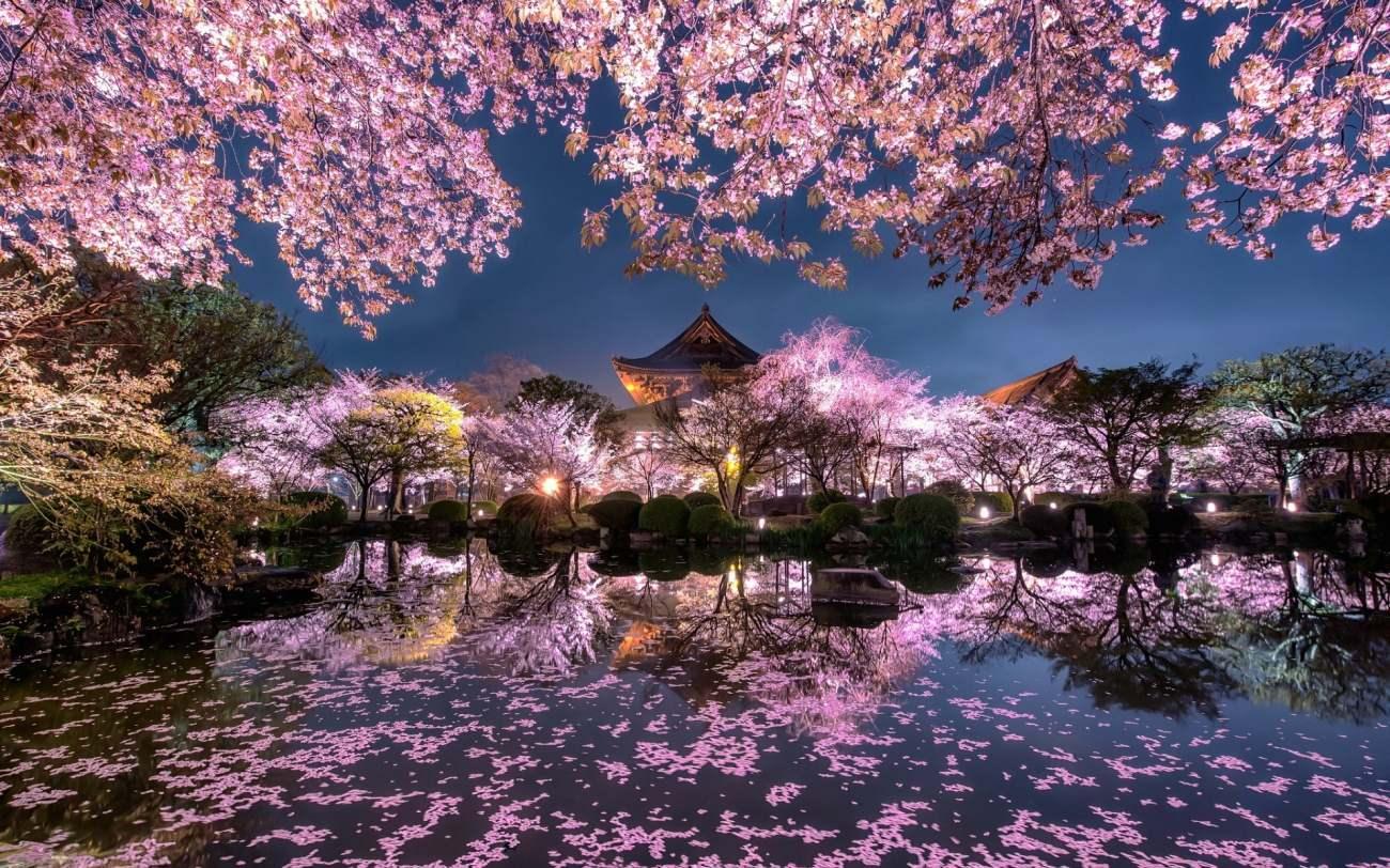 Japonya sakura ağaçlarının gece görünümü