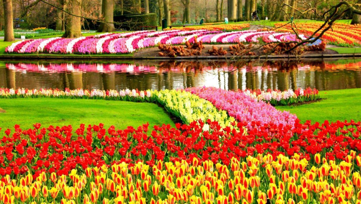 Keukenhof Çiçek Bahçesi, Hollanda