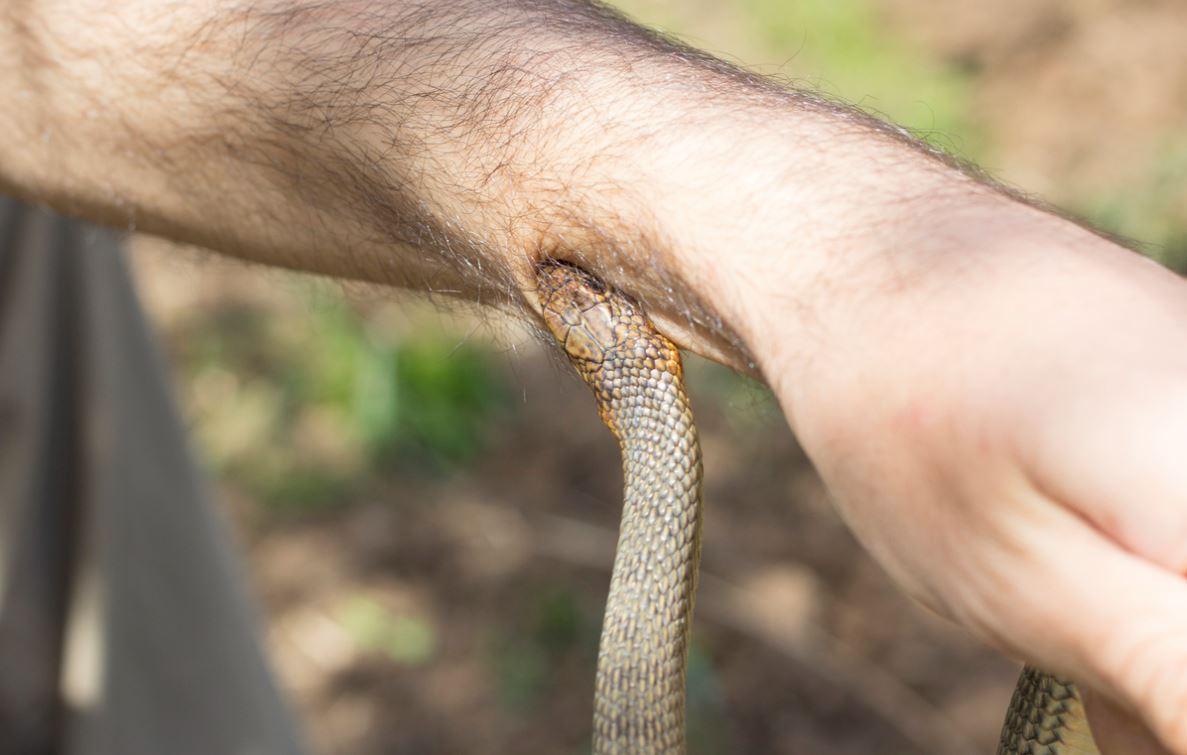 yılan ısırmaları cildin yanı sıra kana bulaşma hızı yüksek olan bir zehir türüdür