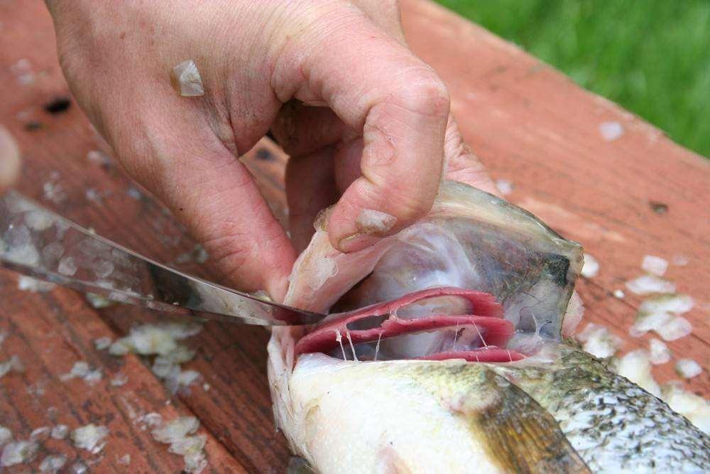 En iyi balık kanı nasıl temizlenir