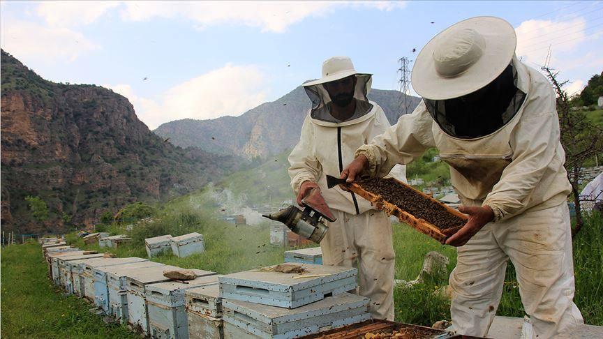 arı üreticiliği