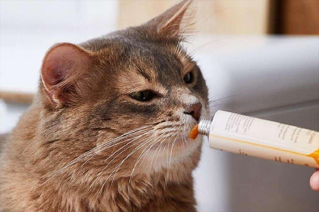 Kedi macunu yedirmenin yolları