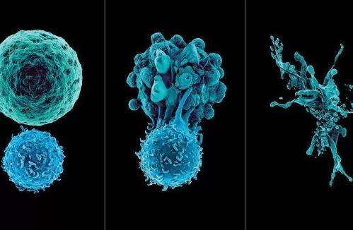 bağışıklık sistemi hücreleri güçlü olması kanseri durduruyor mu?