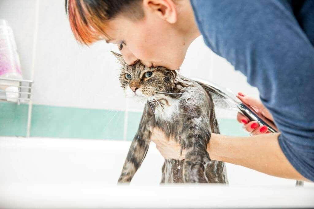 Kedileri yıkama yöntemleri