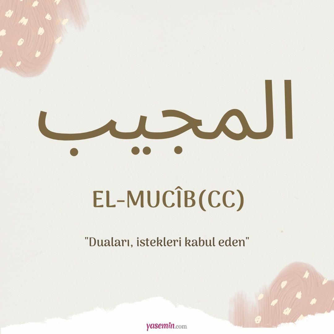 El-Mucib (cc) ne demek?