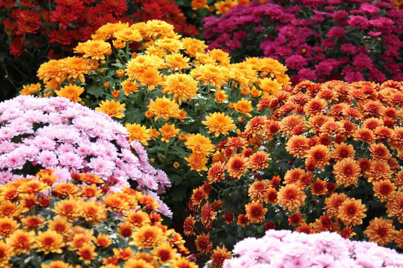 Kasımpatı çiçeğinin renkleri 