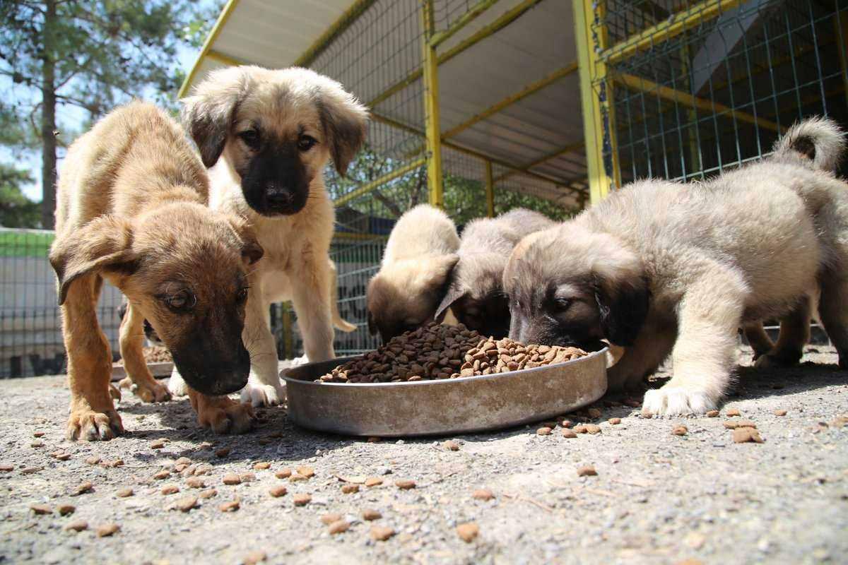 Köpekleri beslemek