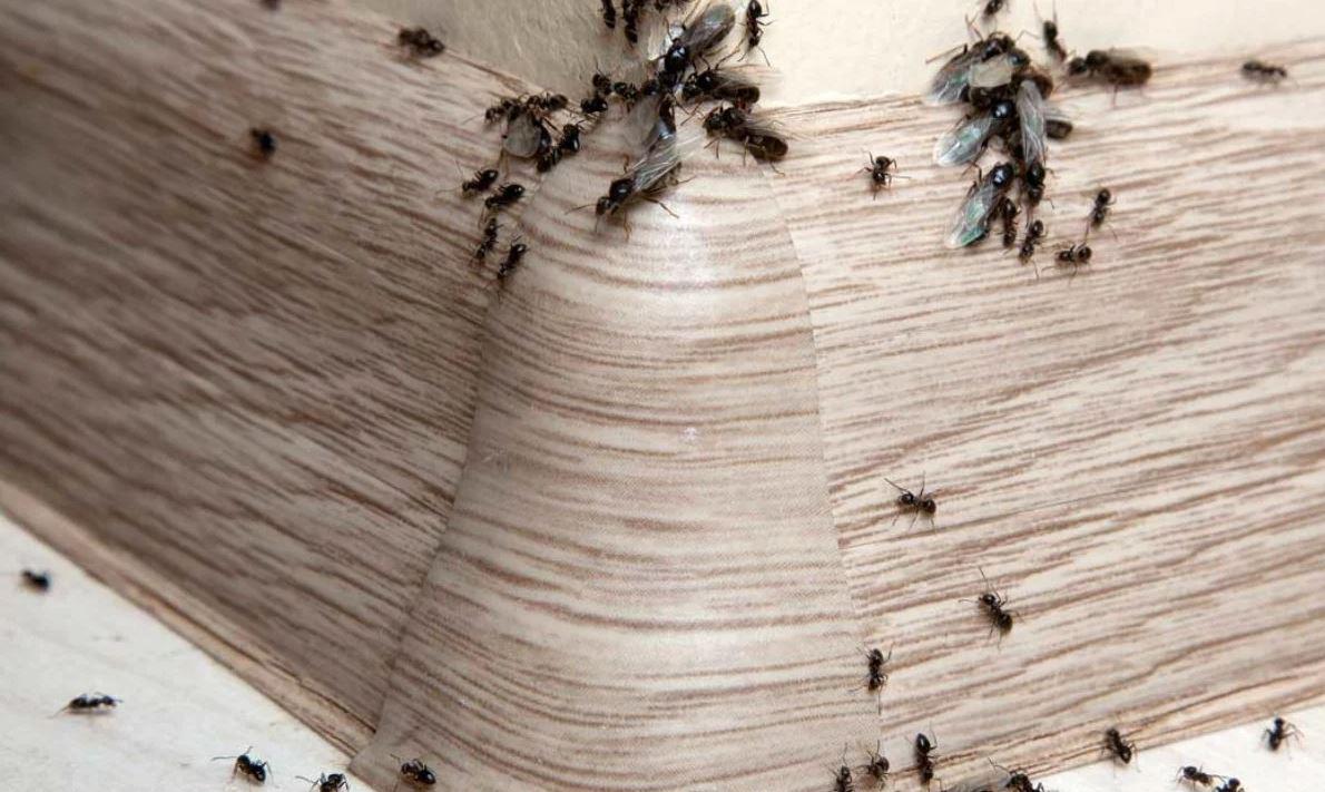 Kanatlı karıncalar nasıl yok edilir