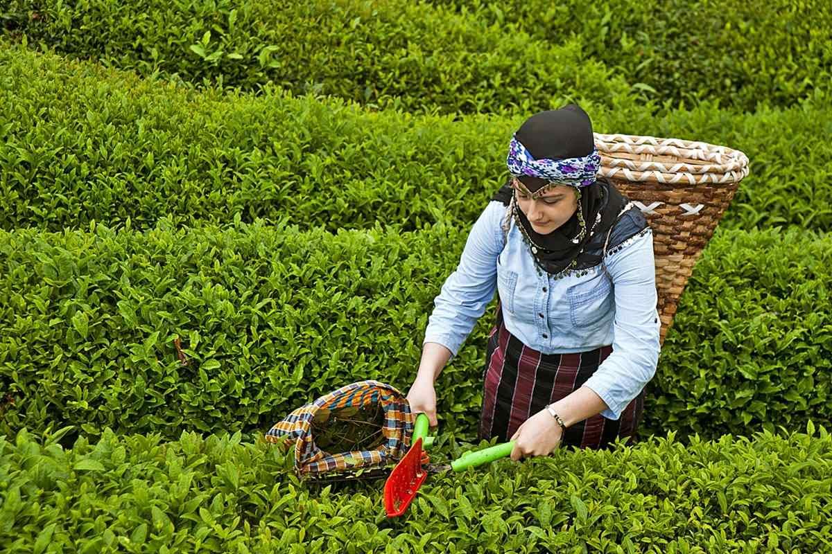 Yaş çay alım fiyatları Tarım ve Orman Bakanlığı tarafından belirlendi.