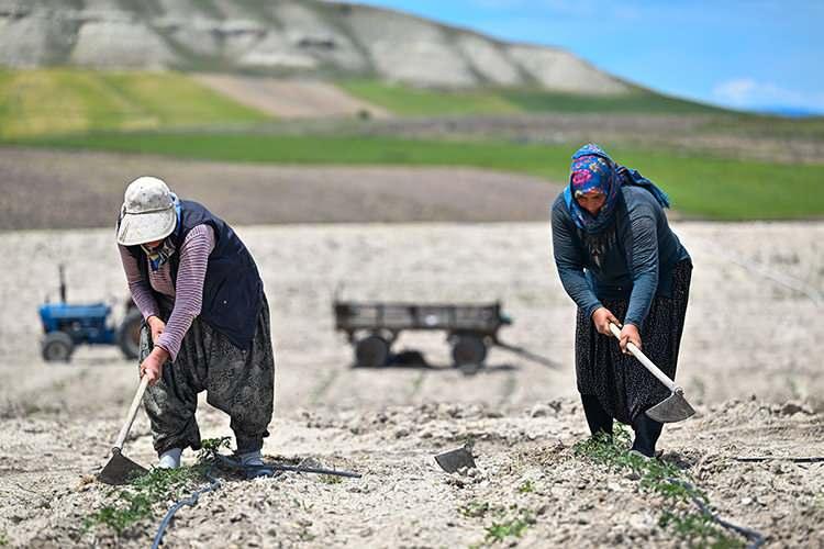 Ayaşlı kadın girişimciler ata tohumu