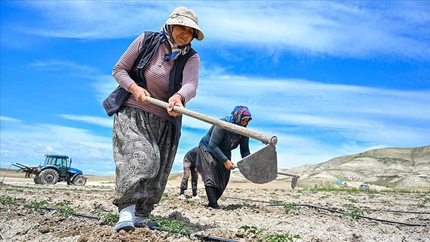 Ayaşlı kadın girişimciler ata tohumu