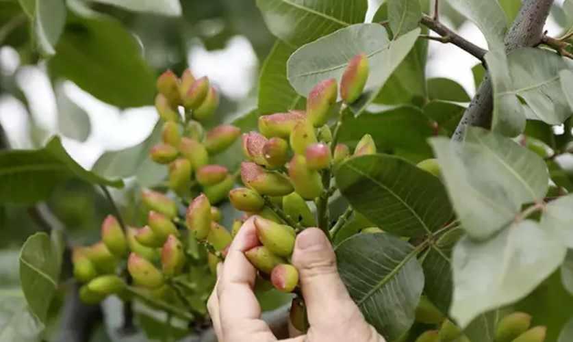 Korkutelinde Antep fıstığı üretimi