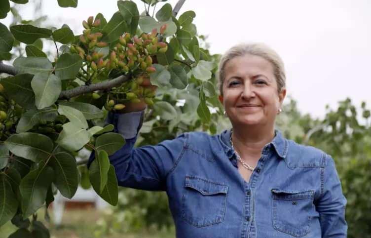 Korkutelinde Antep fıstığı üretimi