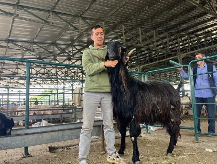 Kurban pazarında hayrete düşüren anlar! Bu koçları gören dönüp bir daha bakıyor