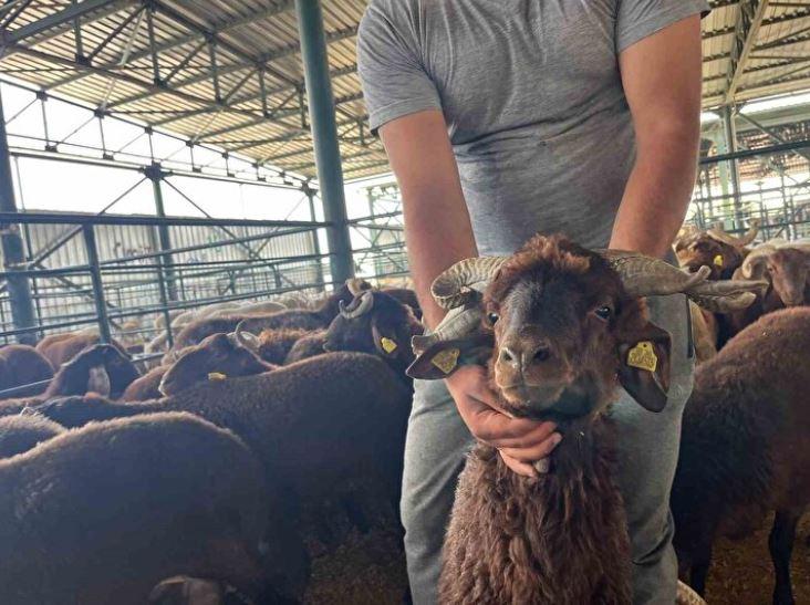 Kurban pazarında hayrete düşüren anlar! Bu koçları gören dönüp bir daha bakıyor