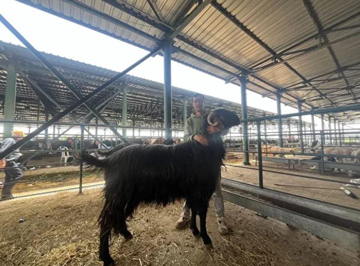 Kurban pazarında hayrete düşüren anlar! Bu koçları gören dönüp bir daha bakıyor