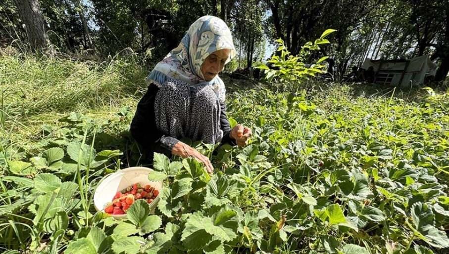 İmoş Biçki