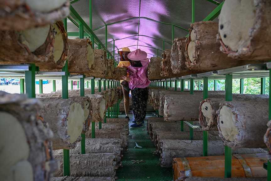 Vanlı kadın arıcılar pembe maske ile işe koyuldular