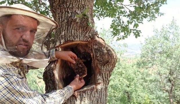 Her derde şifa: 8 bin liradan satılan bal ağaç kavuklarından çıkarılıyor