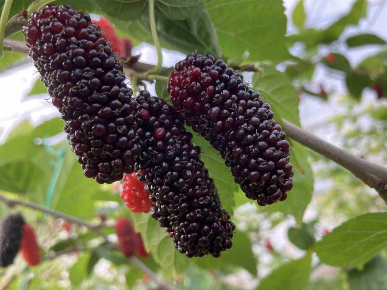 Uyku sorununu bitiriyor! Doğal vitamin deposu, uykuyu böyle düzenliyor