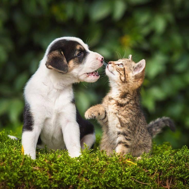 Kedi sevenler köpek sevenlerden daha zeki