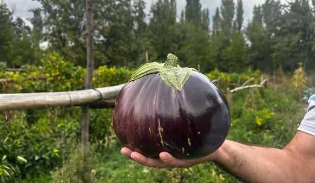 Dev patlıcanı görenler gözlerine inanamıyor