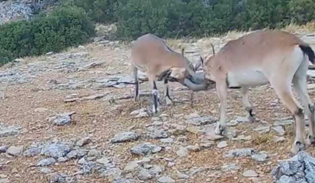 Dağ keçileri kozlarını böyle paylaştı!