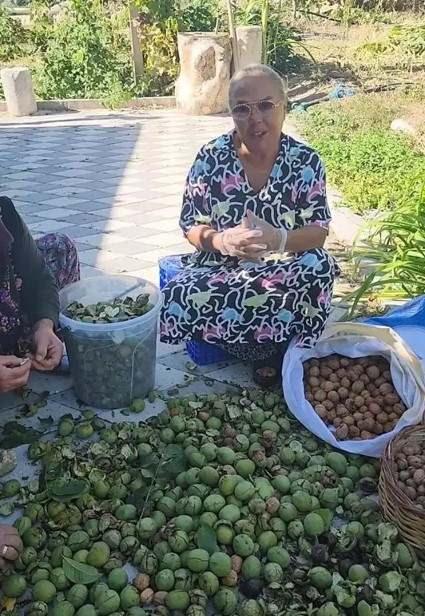 Safiye Soyman ceviz topladı