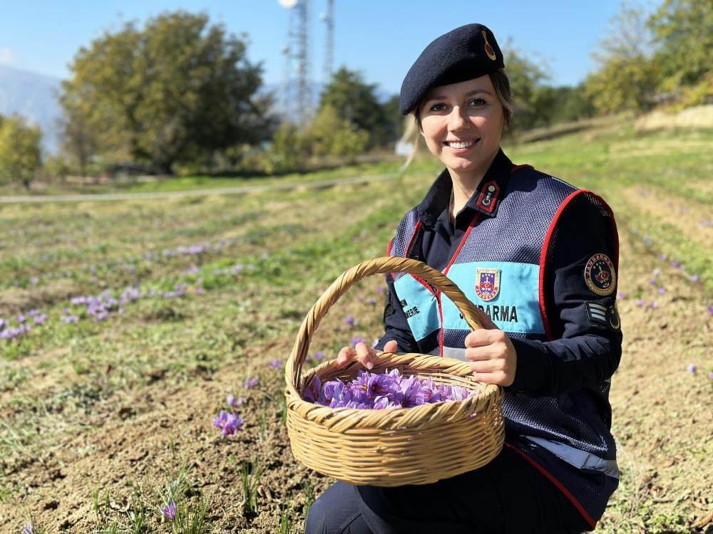 Safranbolu Safran Festivali