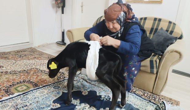 Veterinerin "ölür" dediği buzağıya sevgi ve merhametle bakıyor