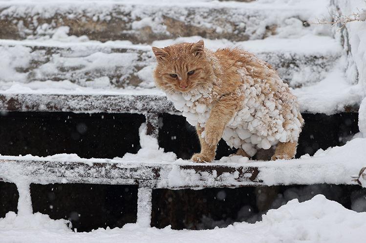 Yoğun kar yağışından etkilenen kedi turistler tarafından ilgi gördü