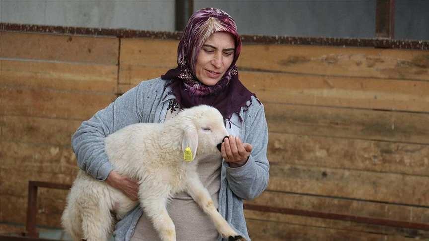 Nigar Ünal ve sürüsünden bir kuzu