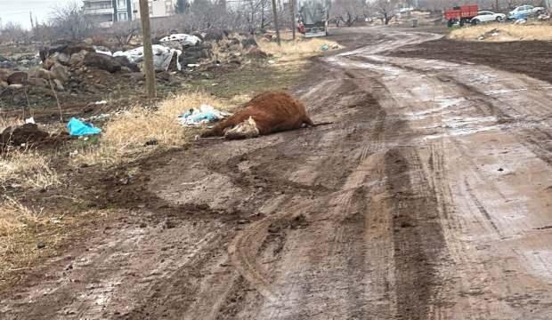 Şanlıurfa'da hastalık alarmı! Hayvan pazarı kapatıldı 