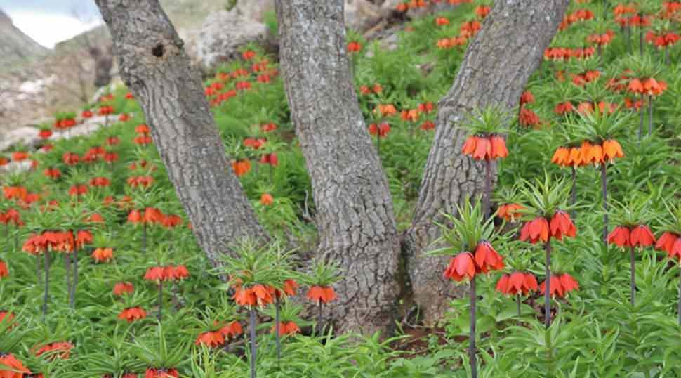 Ağlayan Gelin olarak da bilinen ters laleler