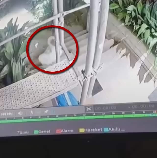 Semiramis Pekkanın merdivenlerden düşme anı