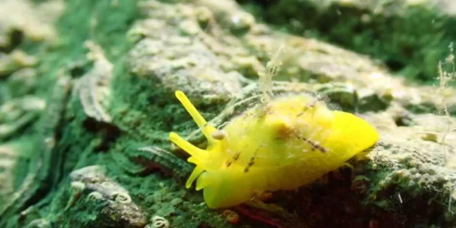 Ege’nin derinliklerindeki güzellik: Kuşadası’nın sualtı hazineleri